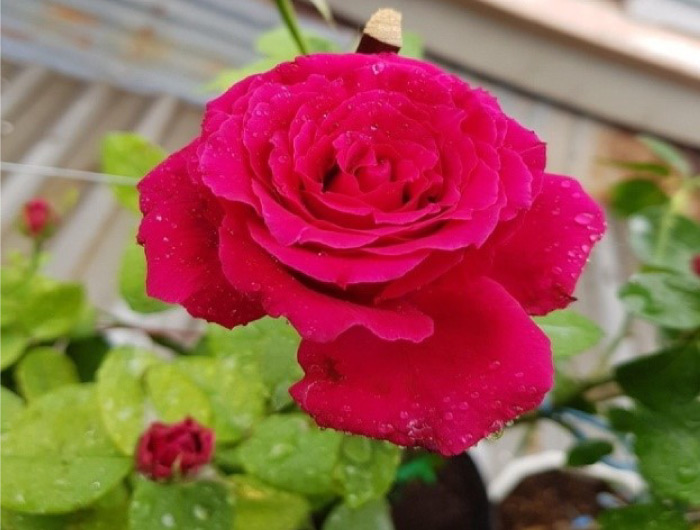 Red Velvet Rose