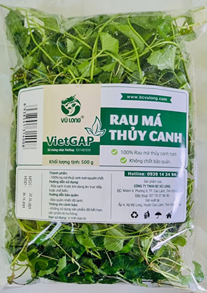 Rau má thủy canh