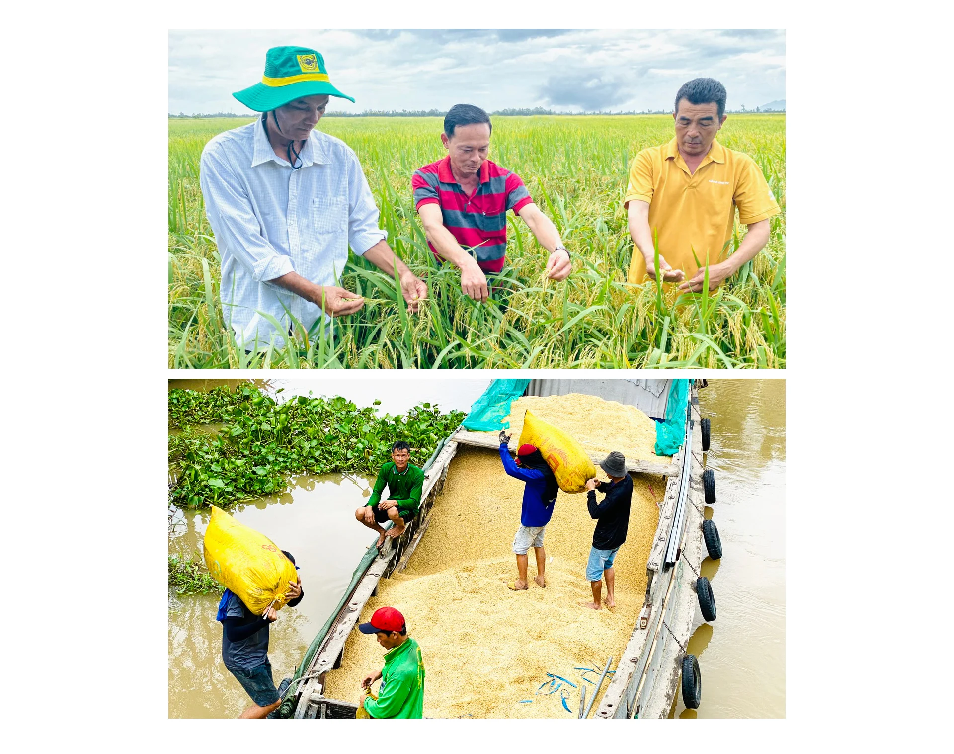 tri thuc hoa nong dan