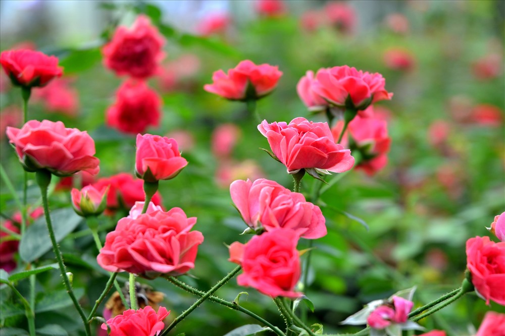 Ảnh nhỏ 2 khung 3